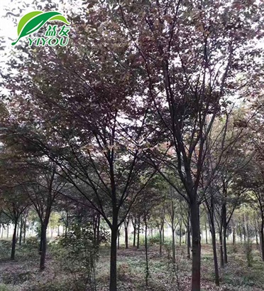 光彩之星