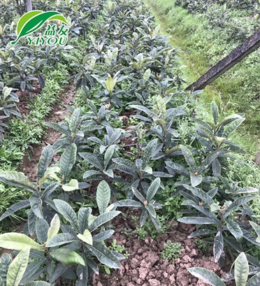 手術(shù)刀片