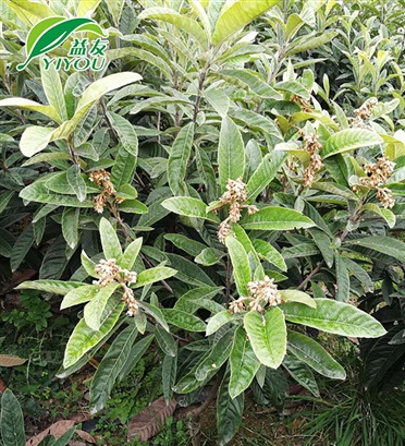 手術(shù)刀片